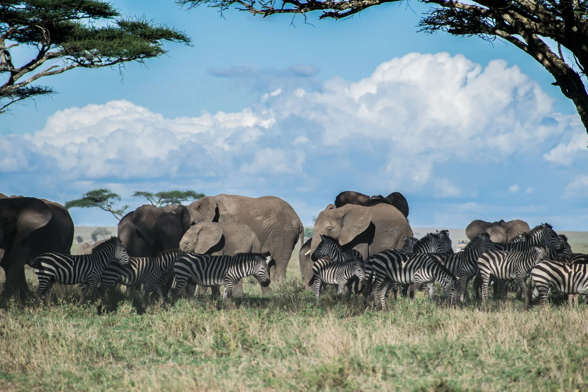 Paysage de savane en Tanzanie avec acacias et animaux sauvages