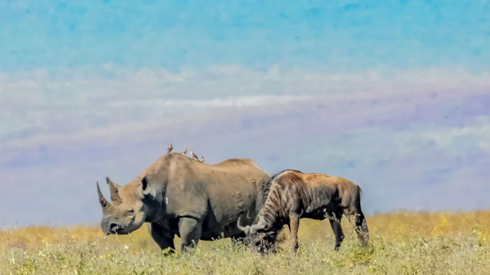 Ngorongoro : un cratère, une concentration d'animaux