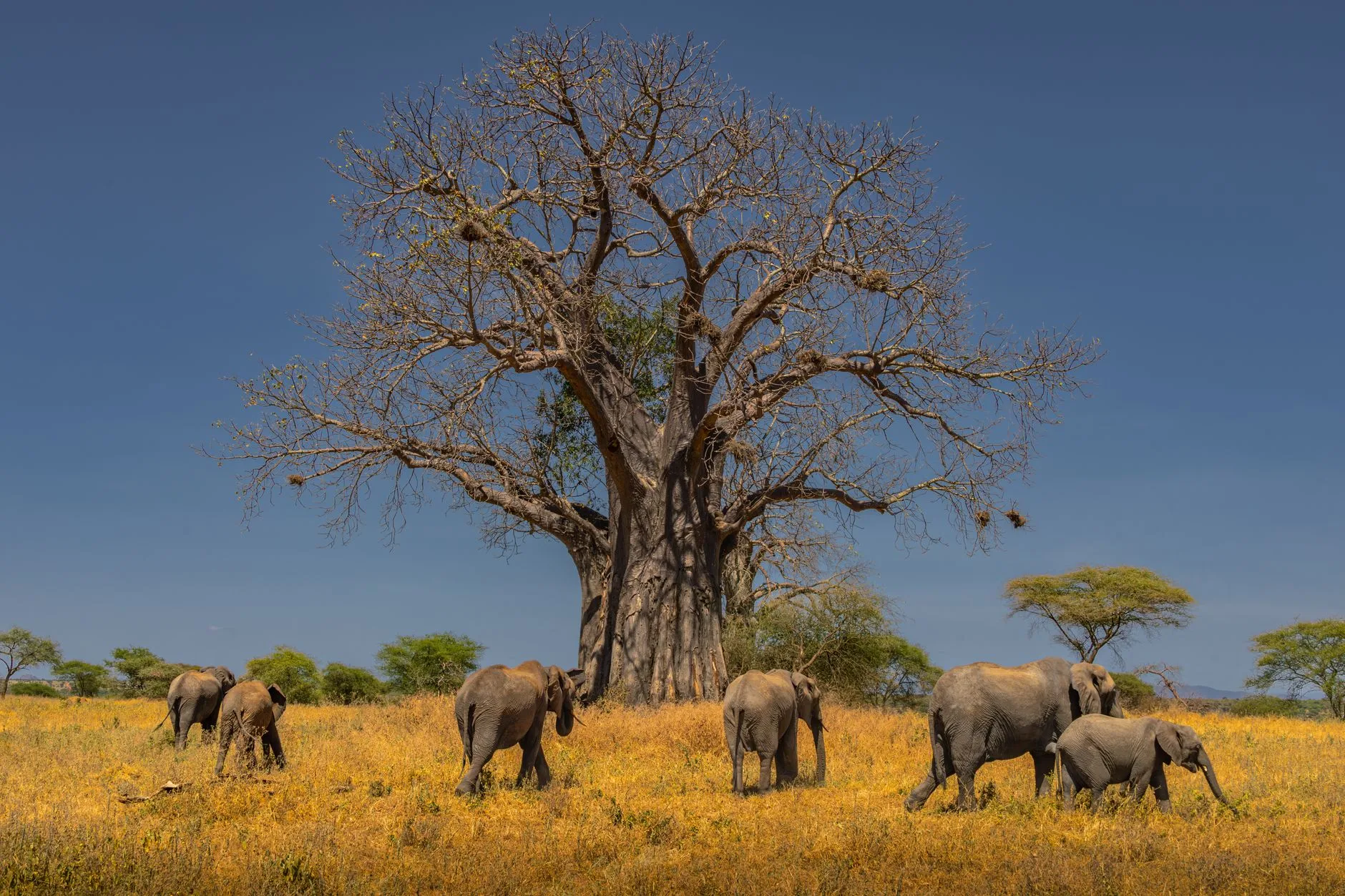Tarangire : le royaume des éléphants