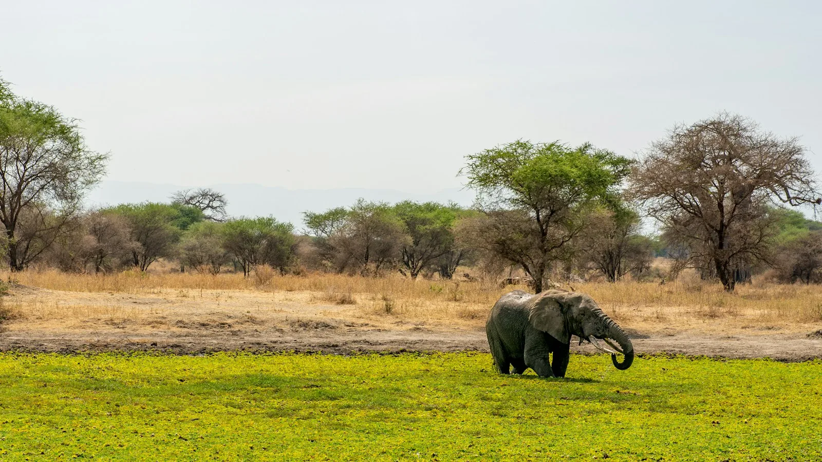 Éléphant dans la savane parmi les acacias en Tanzanie