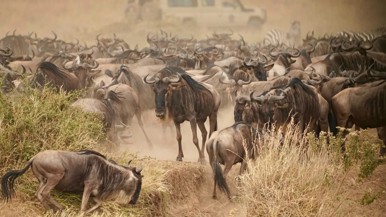 Troupeau de gnous traversant la savane du Serengeti en Tanzanie