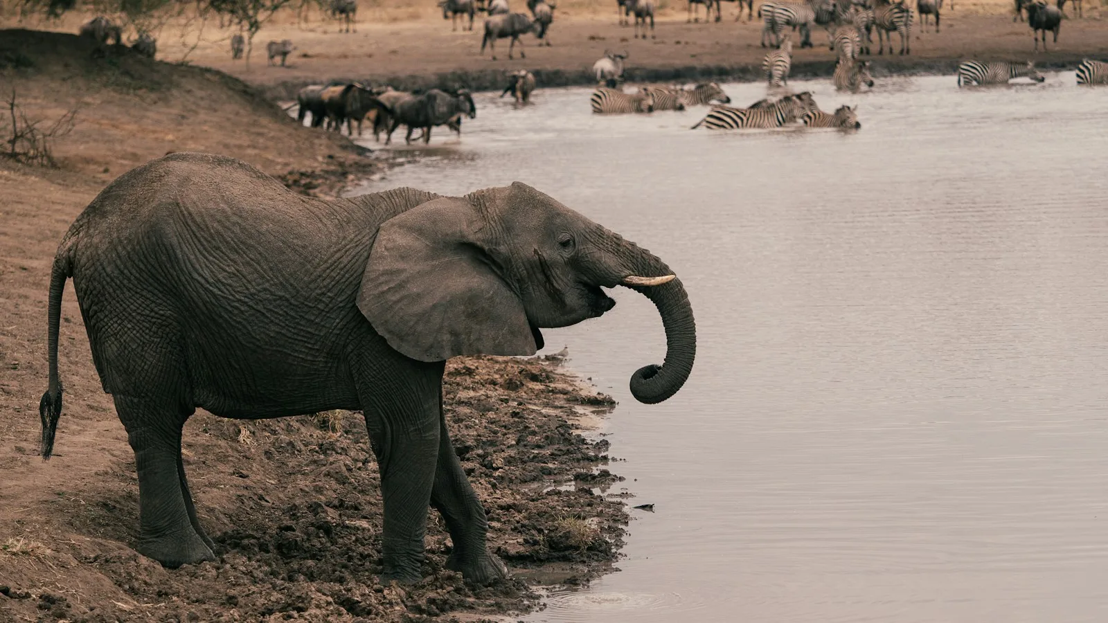 Jour 1 : parc national de Tarangire