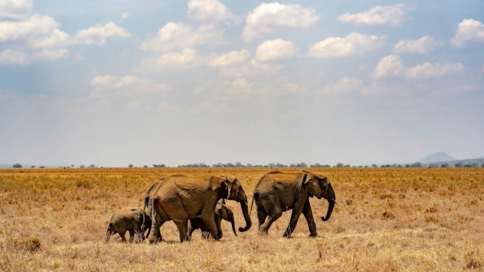 Éléphants dans la savane de Tanzanie lors d'un safari