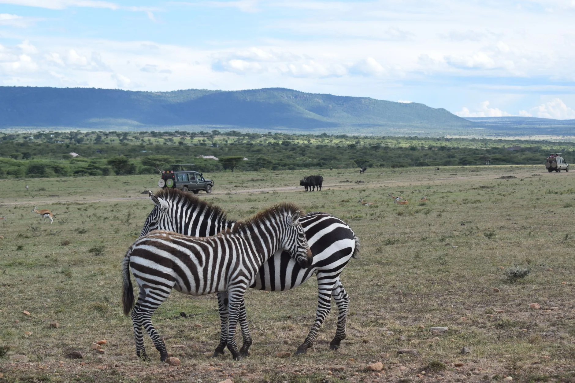 Zèbres broutant dans la savane africaine de Tanzanie