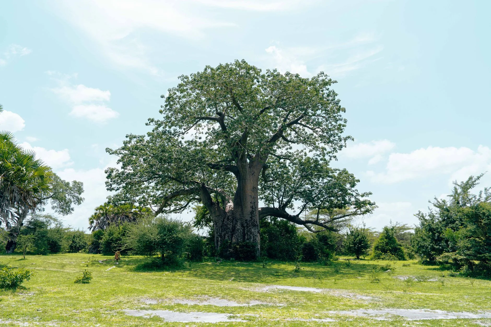 Les baobabs et les paysages de Tarangire