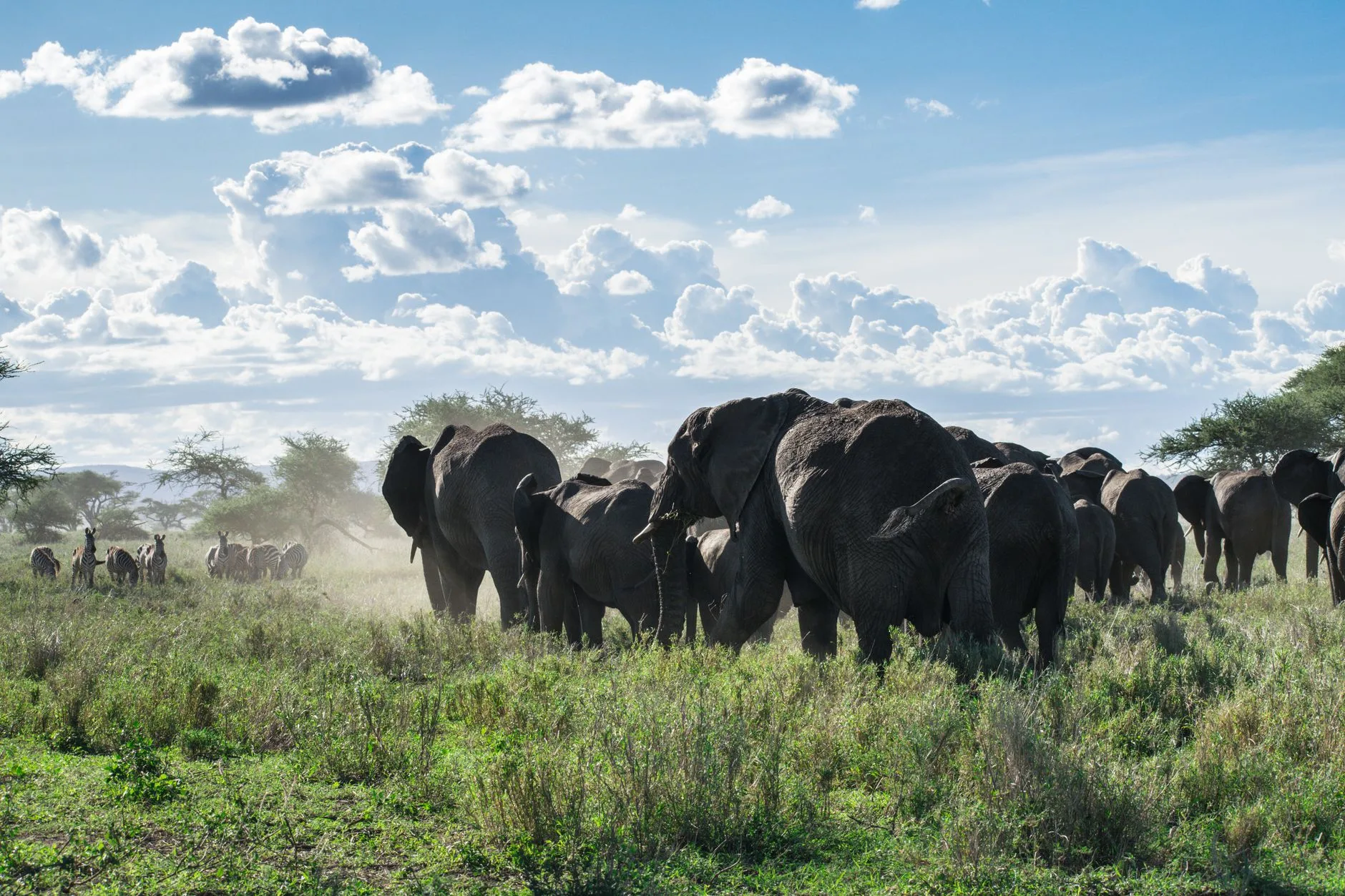 Présentation du parc de Tarangire